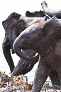 Kleiner Elefant im Etosha Nationalpark